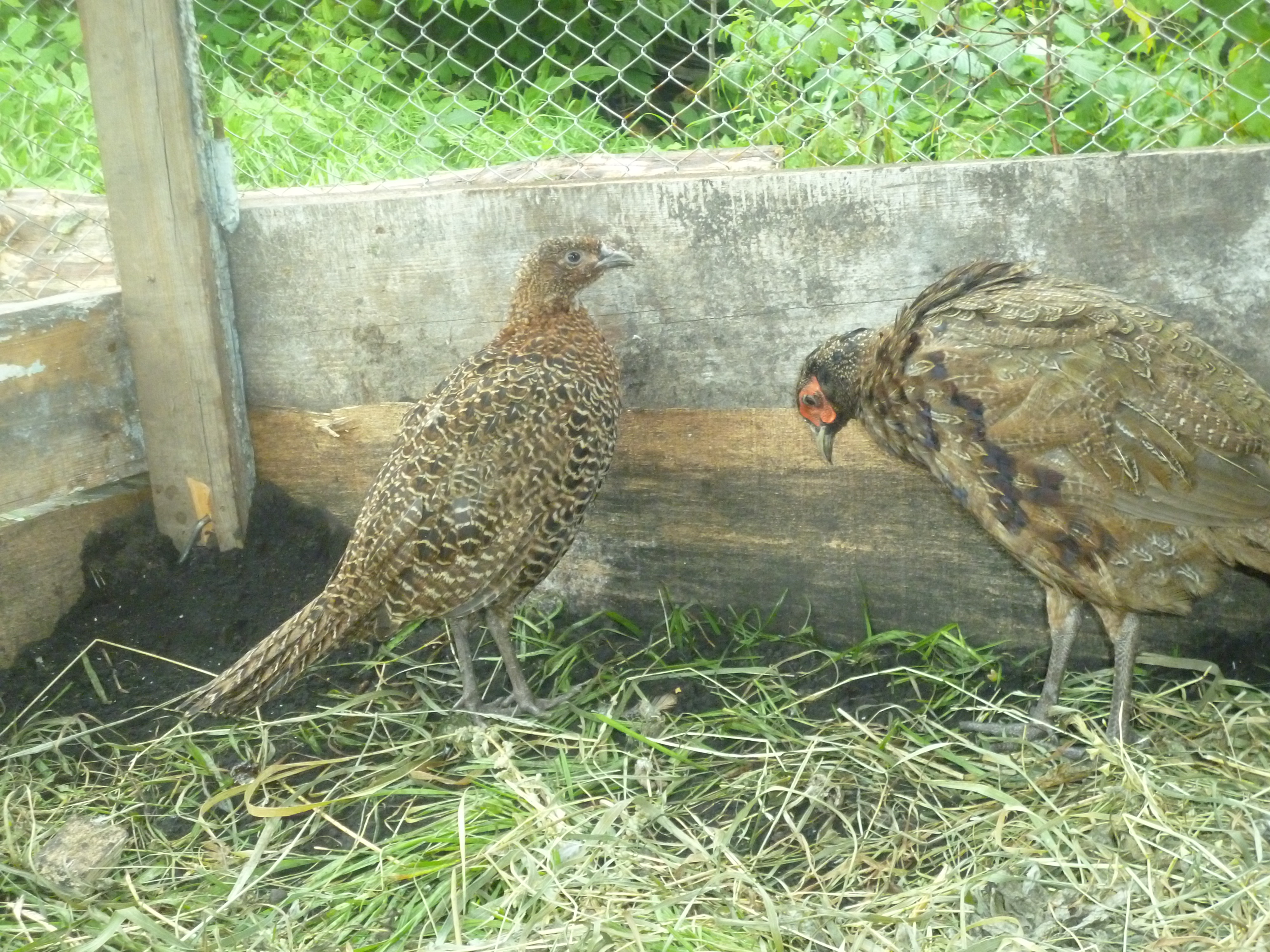 Особенности разведения фазанов в домашних условиях