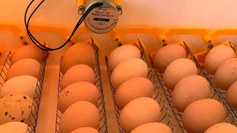 10 советов про вылупление куриных яиц в инкубаторе