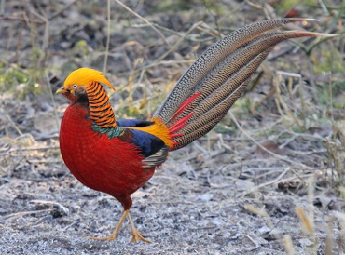 Золотые фазаны – фото, особенности внешнего вида, принципы и цели выращивания
