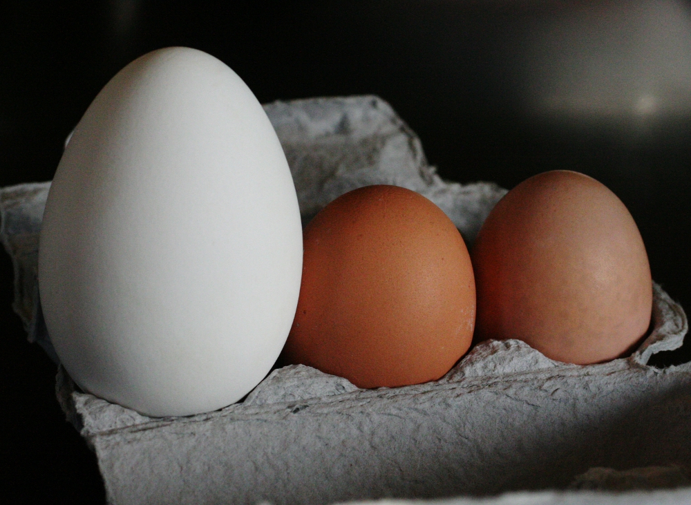 Какие бывают яичные породы гусей, можно ли их яйца употреблять в пищу