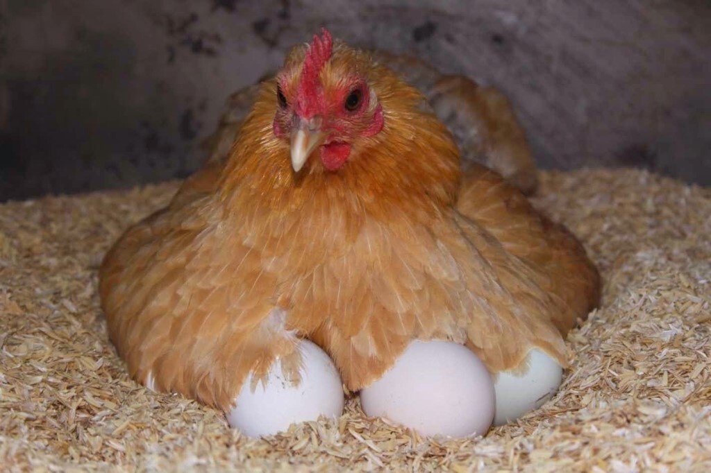 Как отучить курицу высиживать яйца?