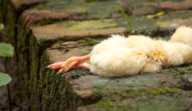 Цыплята и куры падают на ноги — причины и лечение