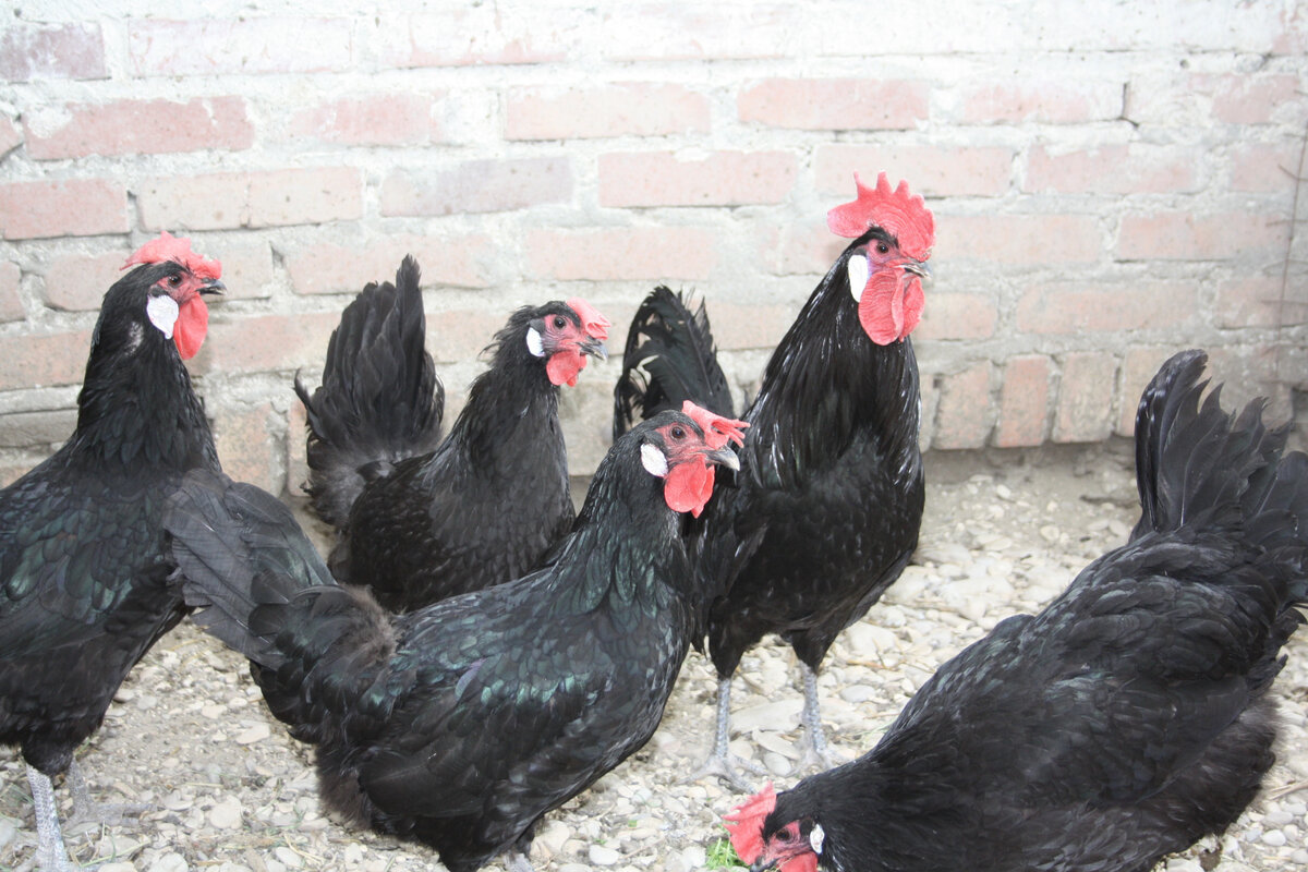 Испанская белолицая - яичная порода кур. Описание, характеристика, разведение, выращивание и инкубация