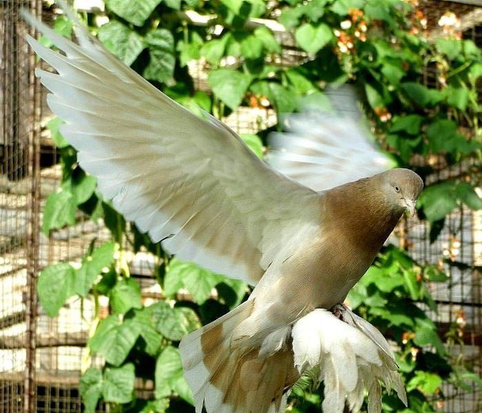 Супер летные иранские бойные голуби