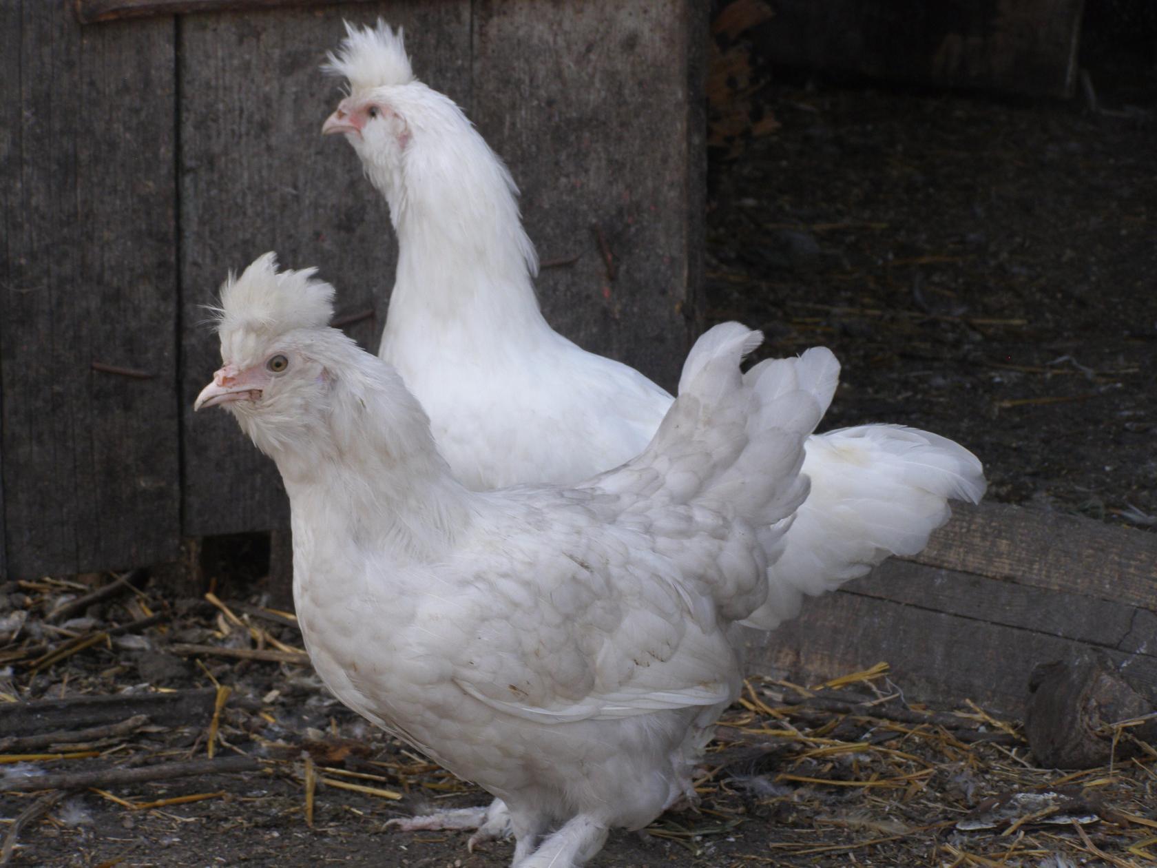 Султанка - мясо-яичная порода кур. Описание, характеристики, правила содержания и кормления, инкубация