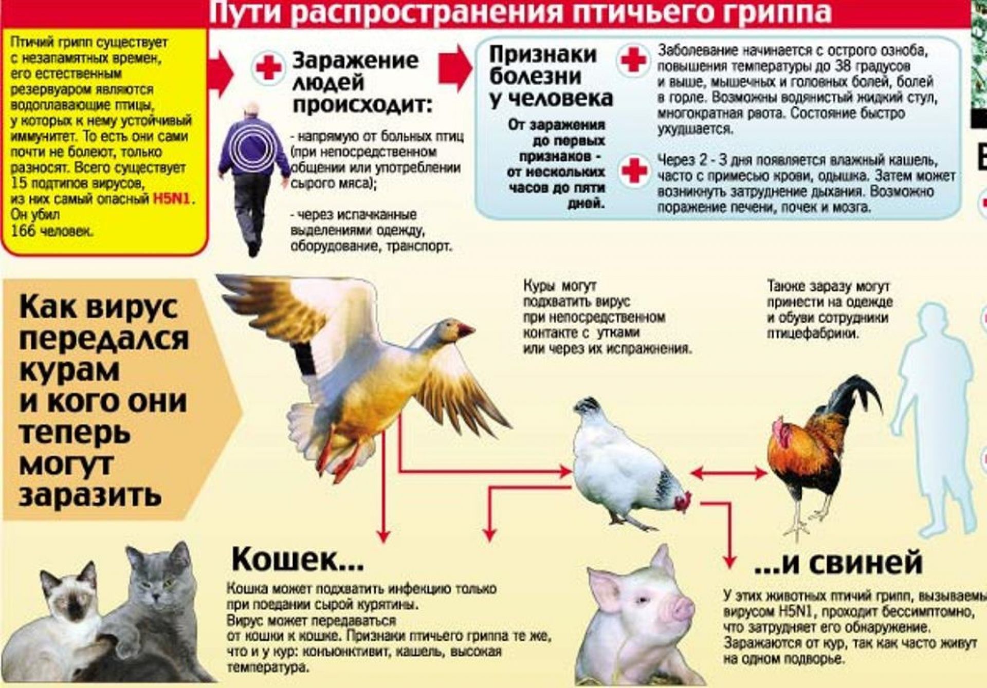 Болезни кур, опасные для человека: чем можно заразиться от птицы и как себя обезопасить?