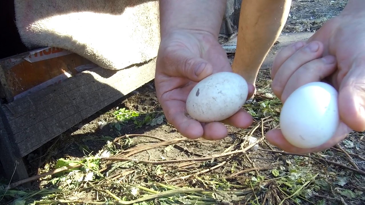 Высиживание яиц индоутками: особенности и нюансы