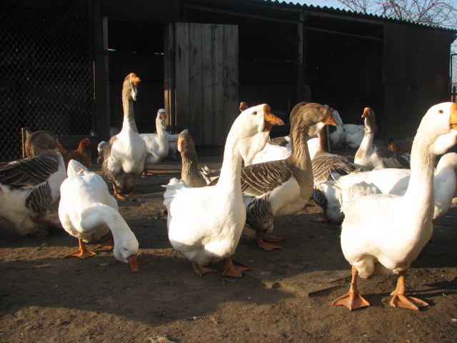 Губернаторские гуси – за какие качества порода высоко оценена птицеводами