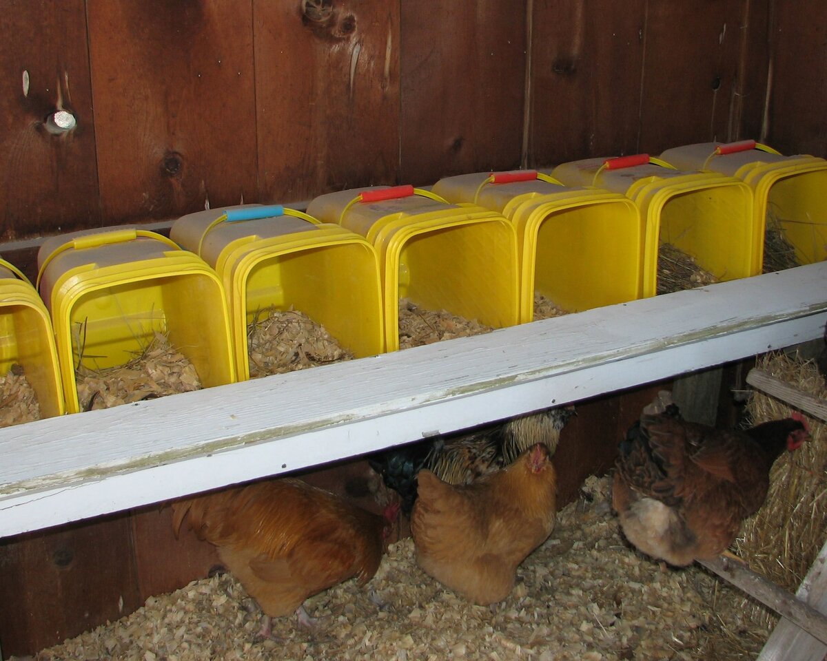 Цыплятам в 6-8 недель пора переезжать в курятник на улицу