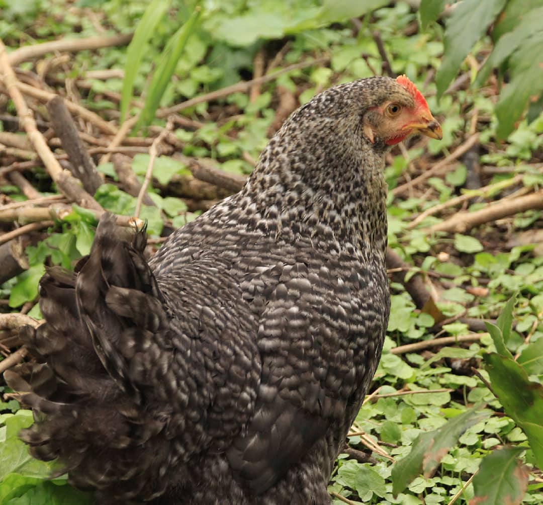 Рейнская порода кур – описание, фото и видео
