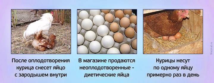 Почему курица несет мелкие яйца