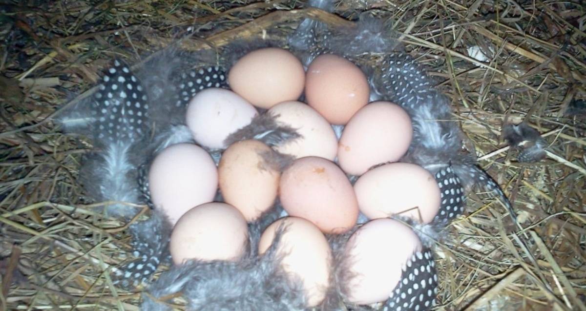 Когда цесарки начинают нести яйца и какой нормальный режим инкубации
