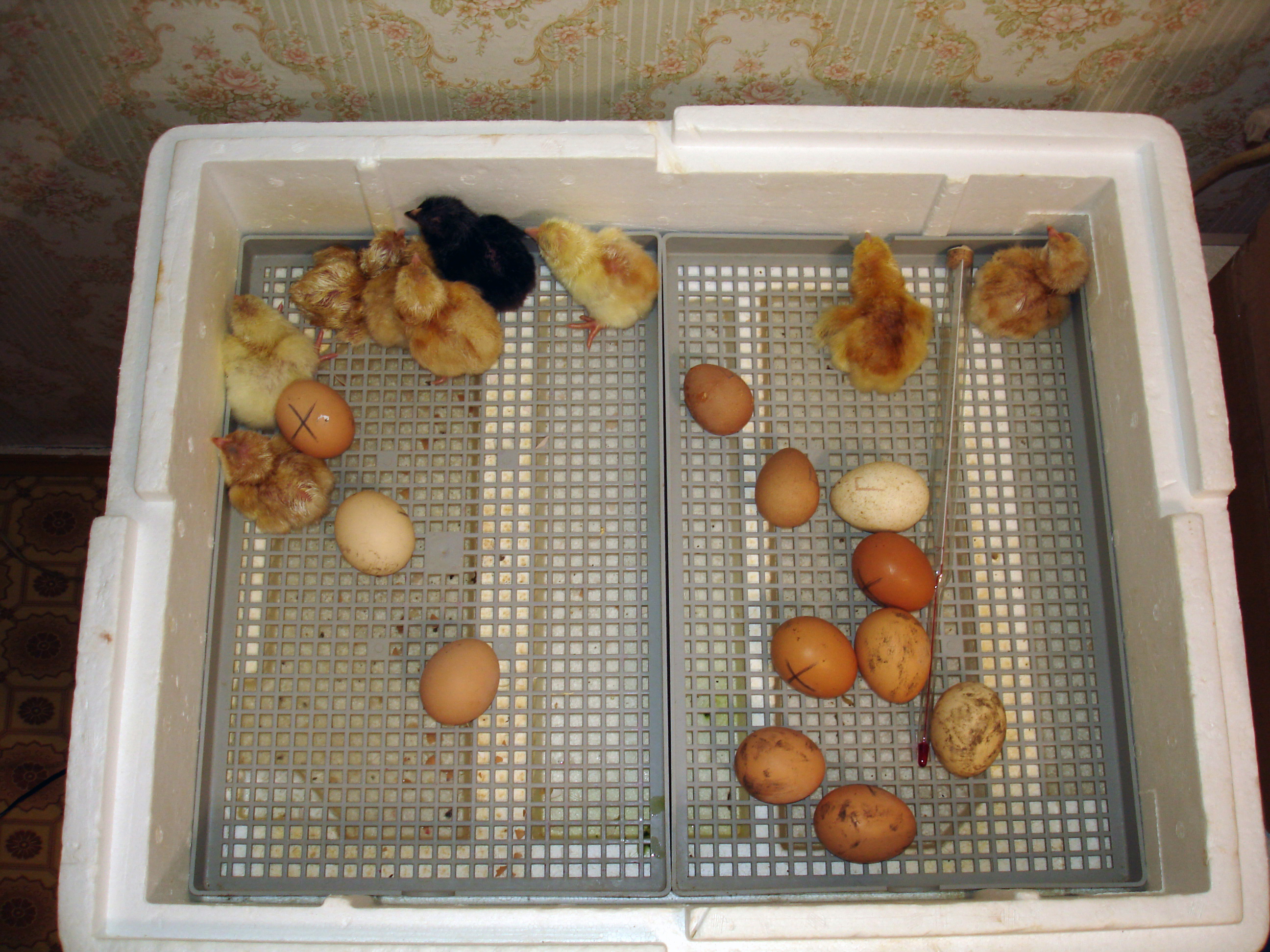 Особенности выведения цыплят в инкубаторе
