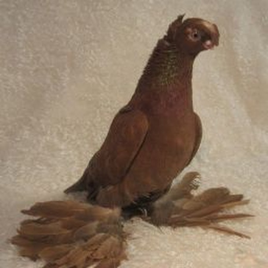 Породы голубей, имеющие коричневый окрас, их особенности и преимущества