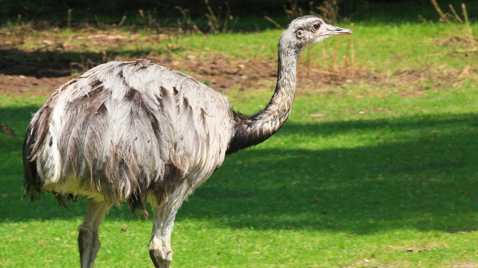 Обыкновенный страус: описание и характеристика вида
