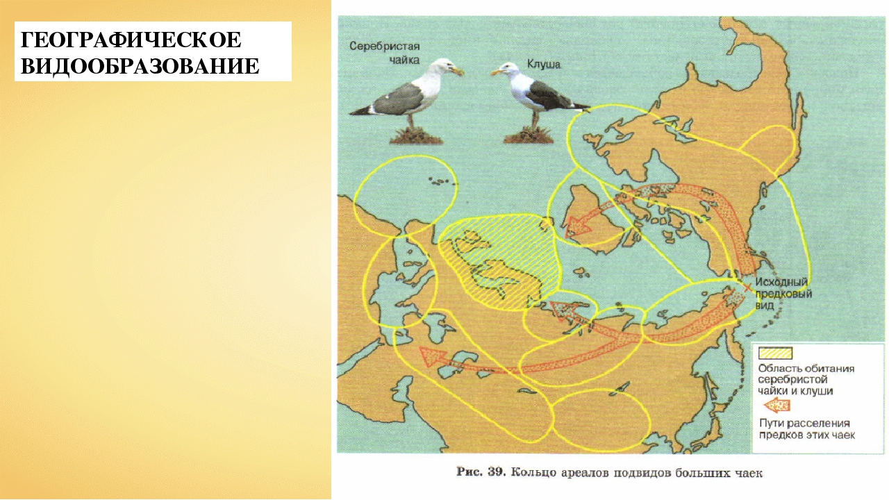 Характеристика распространенной дикой утки кряквы