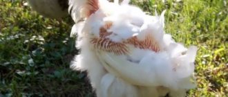 Почему куры щипают друг у друга перья и их едят