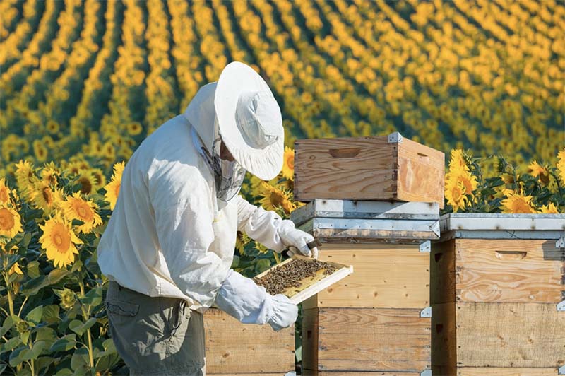 Пчеловодство как домашний бизнес