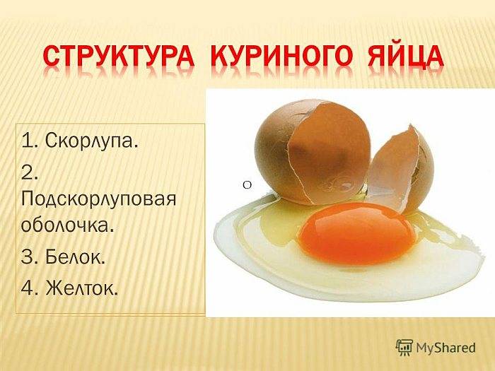 12 фактов о гусиных яйцах