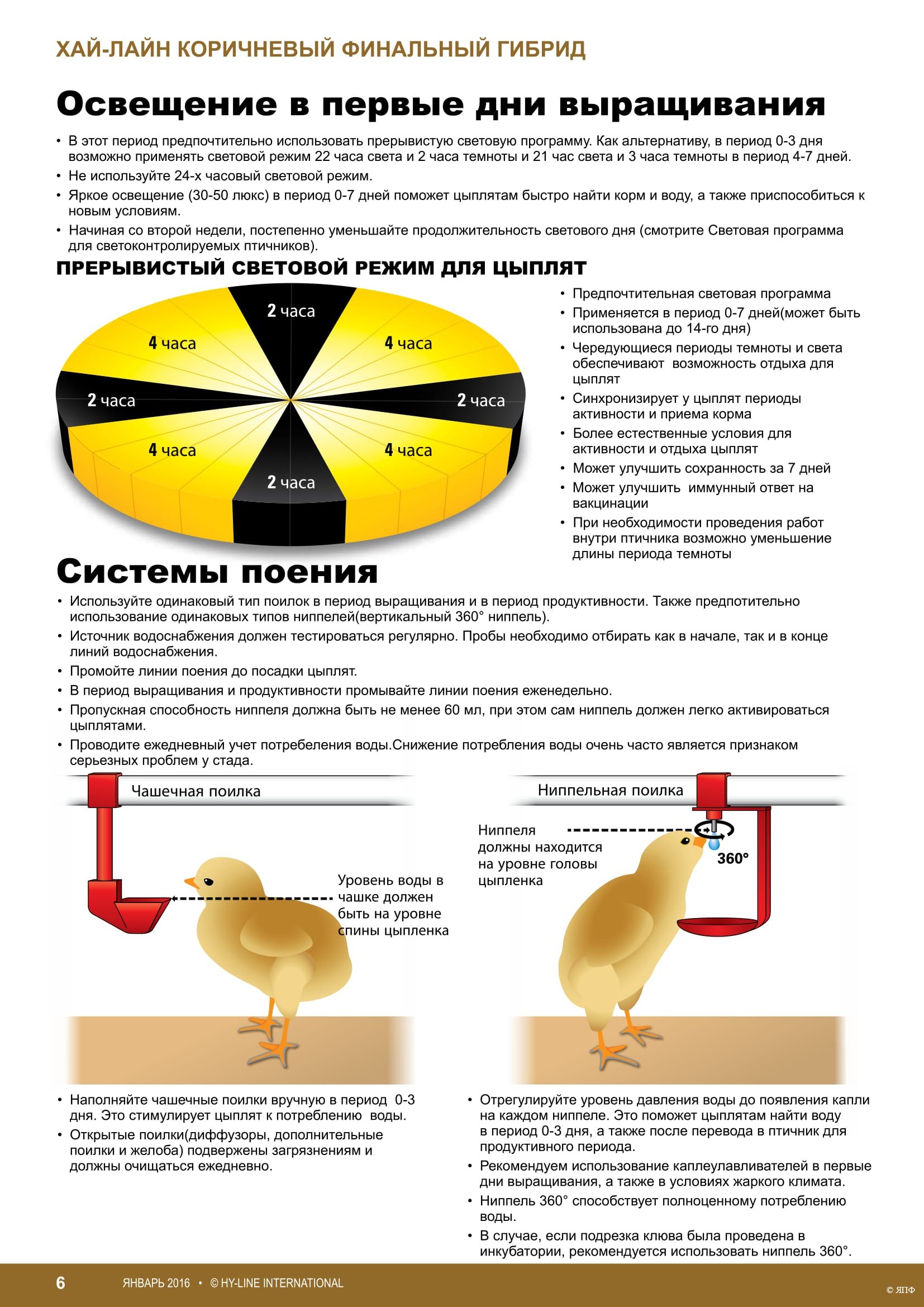 Световой режим для бройлеров: продолжительность освещения для цыплят в виде таблицы