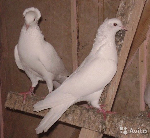 Бакинские бойные голуби – характеристики, особенности лета