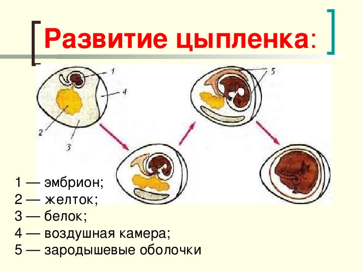 Как развивается птенец в яйце по дням. Определение признаков правильного и неправильного развития цыпленка