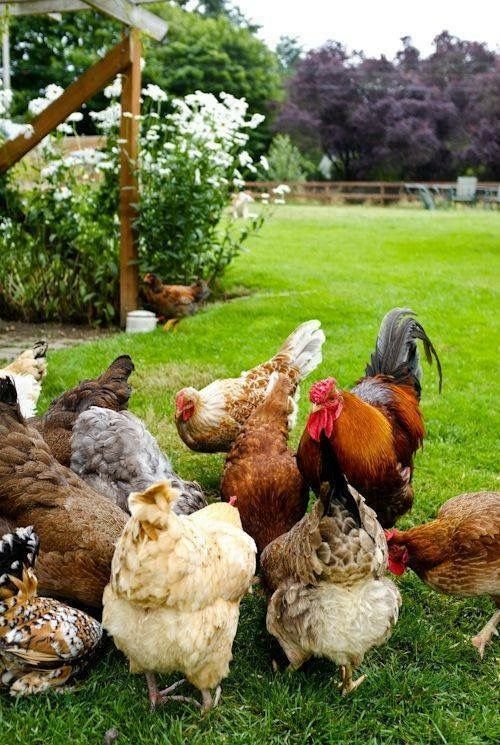 Лучшие растения для кур и цыплят, которые вы должны выращивать