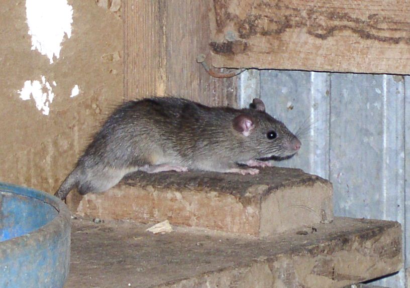 Серые крысы пасюки в доме и на участке