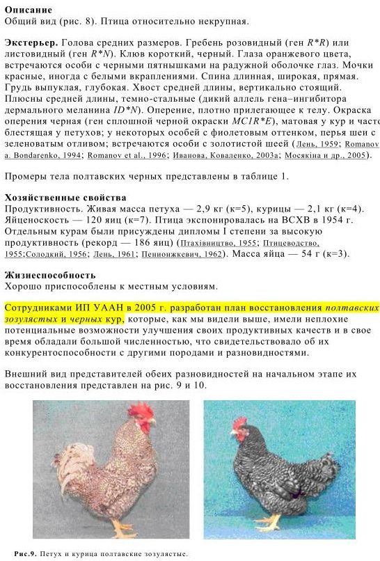 Московская белая - мясо-яичная порода кур. Описание, характеристика, нюансы разведения, ухода и кормления, инкубация