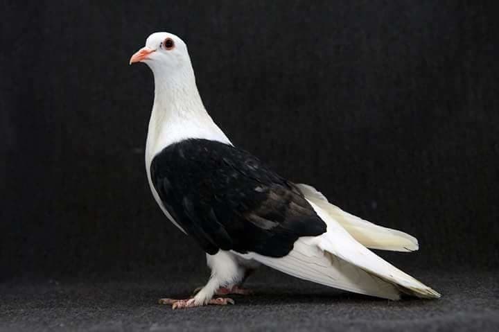 Русские породы голубей: происхождение, характерные особенности