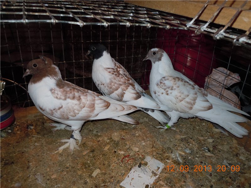 Бакинские бойные голуби – национальное достояние