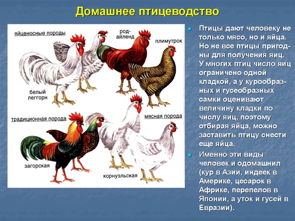 Эльзасская - мясо-яичная порода кур. Описание, характеристики, содержание и разведение, кормление, отзывы
