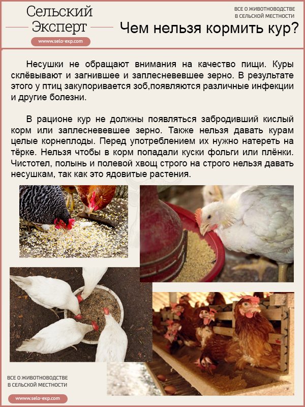 Разведение кур в домашних условиях: советы для начинающих, условия содержания, особенности кормления, выведение цыплят