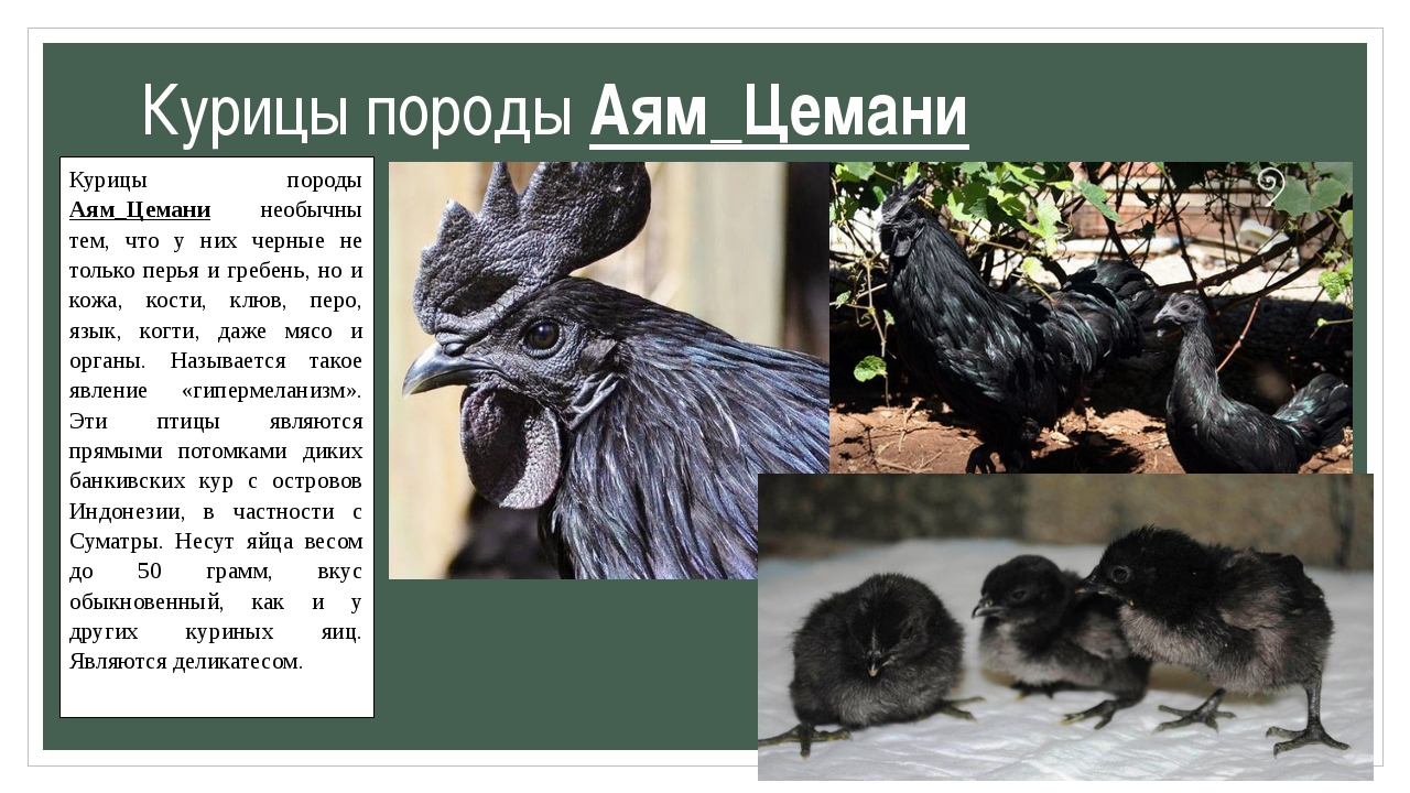 Черные куры Аям Цемани фото и описание породы