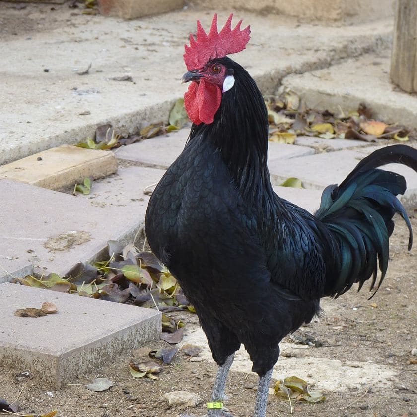Кастеллана черная порода кур – описание с фото и видео