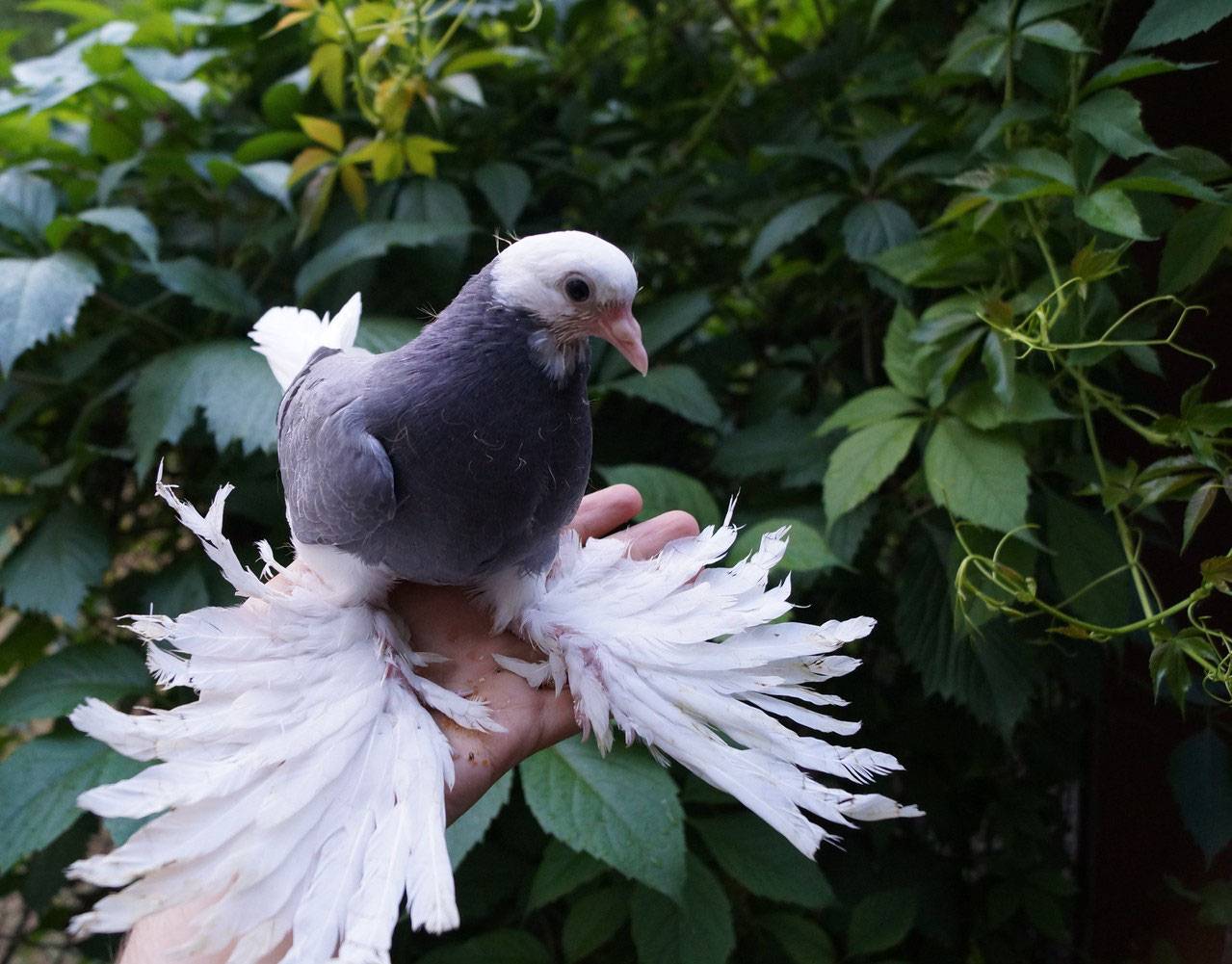 Породы белых голубей – чем примечательны, преимущества и недостатки