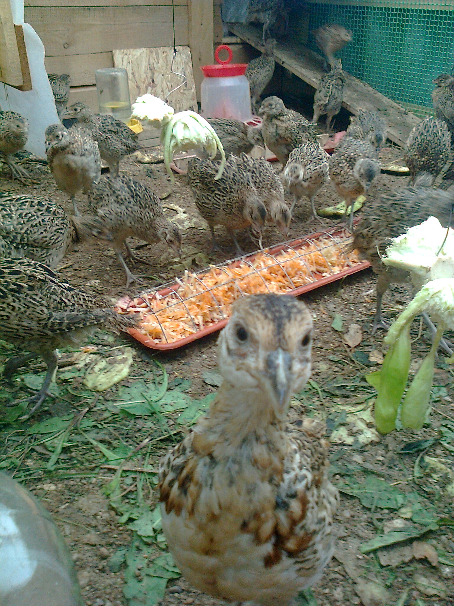 Особенности разведения фазанов в домашних условиях