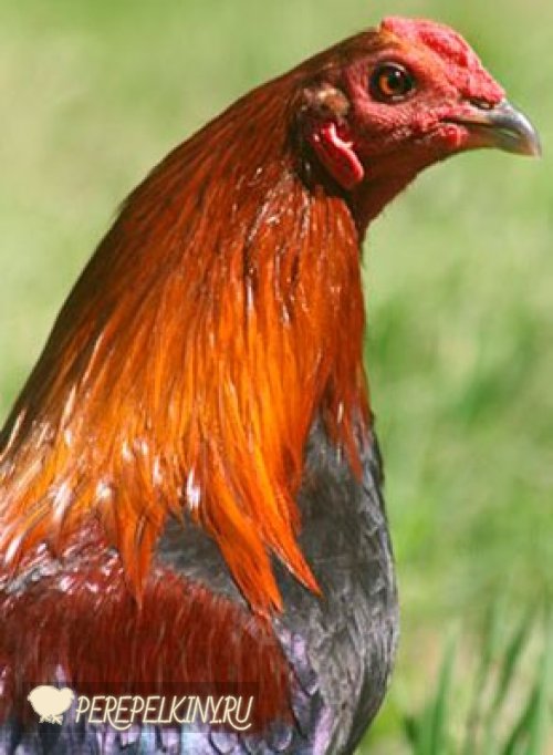 Староанглийская - бойцовая порода кур. Описание, характеристика, выращивание и уход, кормление