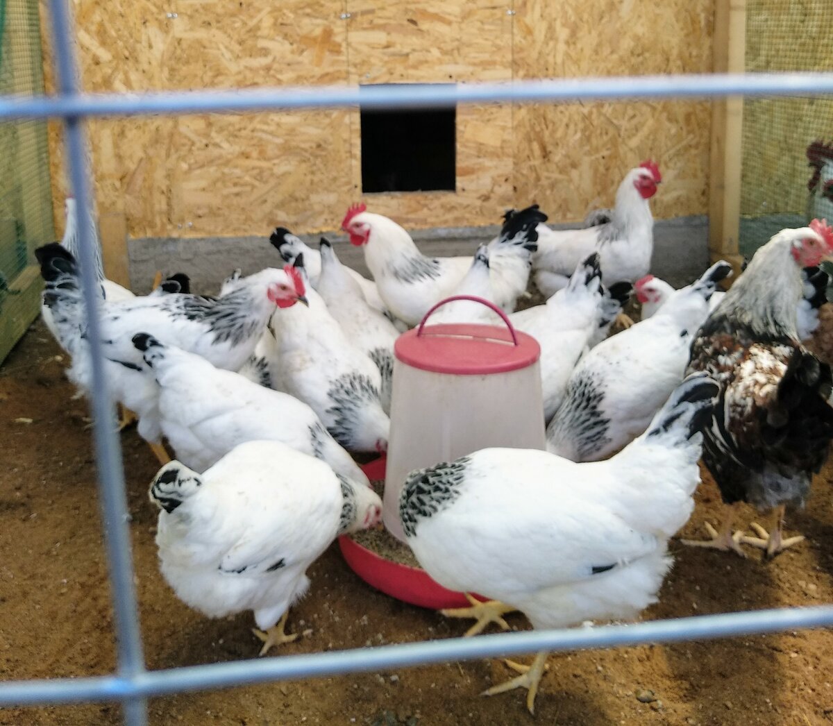Каких домашних птиц выгоднее содержать по корму?