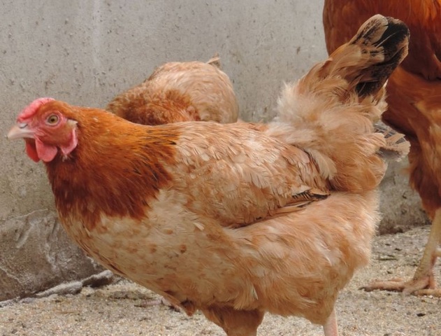 Полтавская порода кур – описание, фото и видео