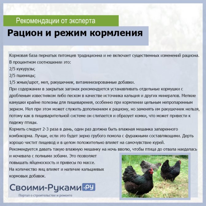 Условия содержания куриц зимой и летом, что правильно?