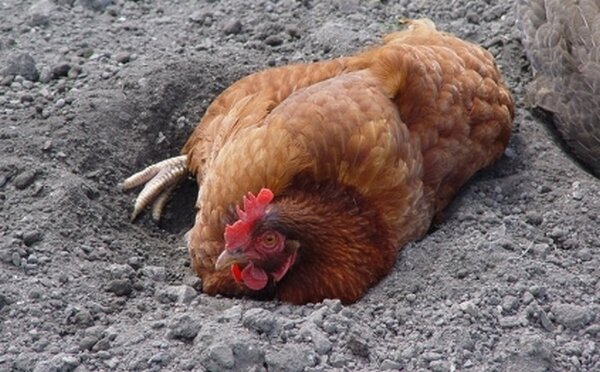 Тепловой удар у кур – что делать, если курица перегрелась?