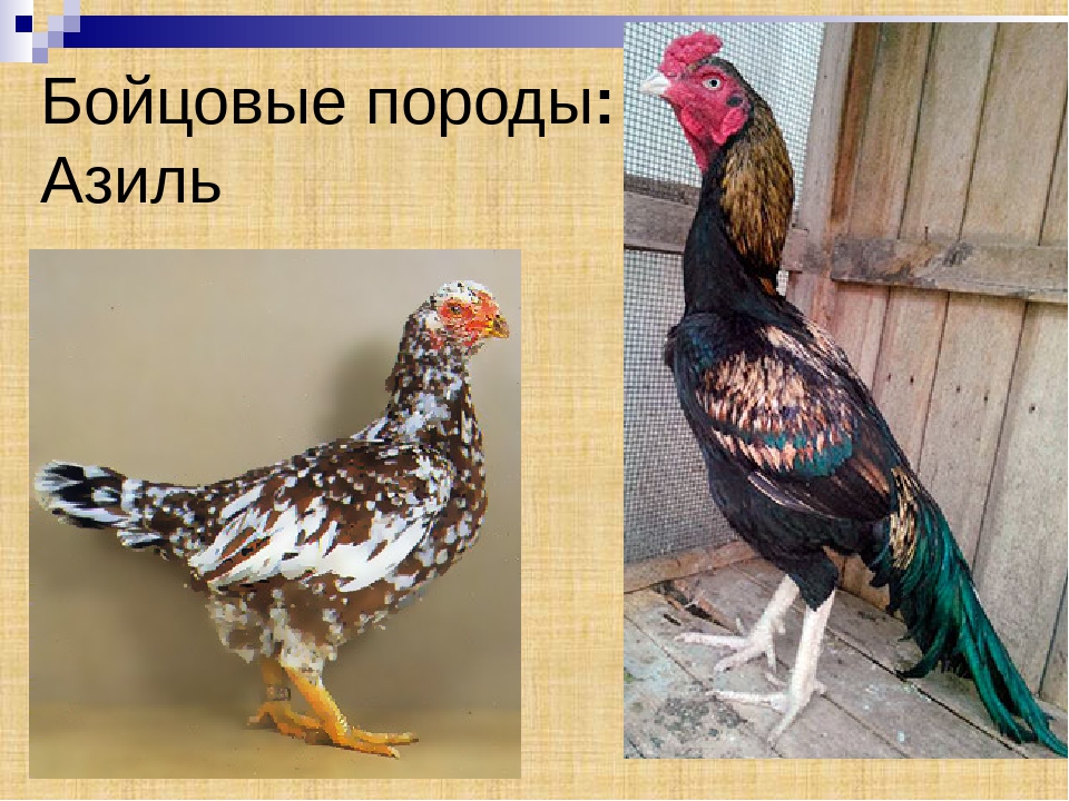 Московская бойцовая порода кур – описание с фото и видео