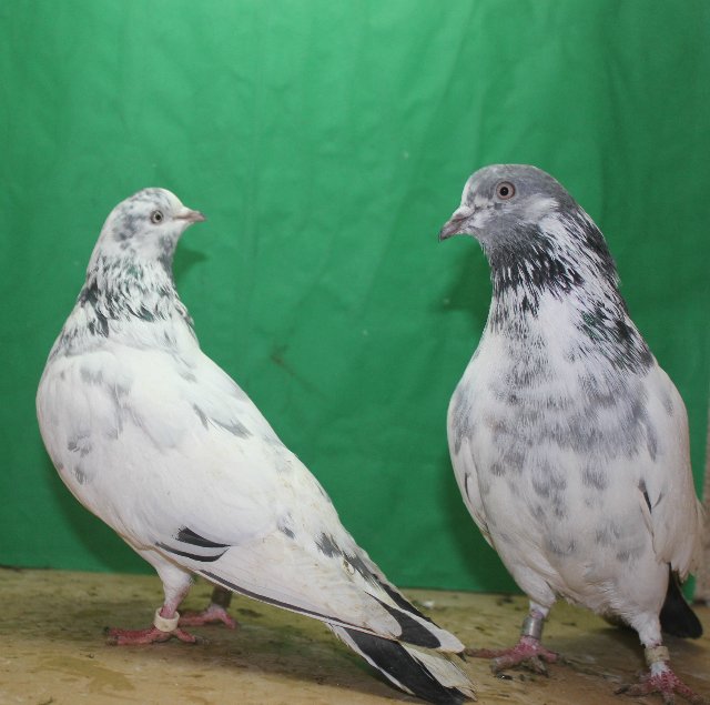 Обзор пород высоколетных голубей