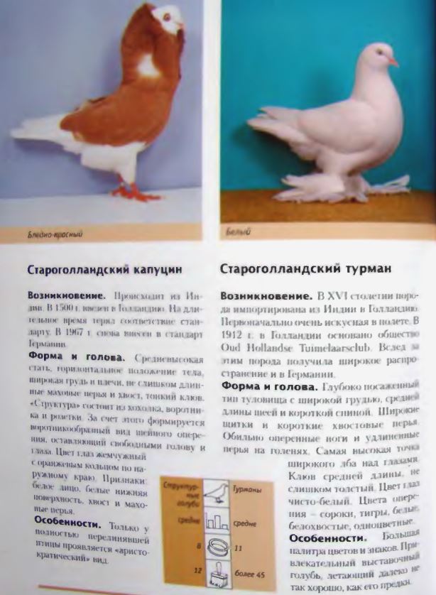 Что нужно знать о физиологии голубей: сколько в среднем живут, температура тела, особенности