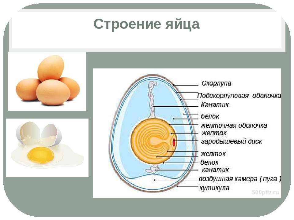 Плотное яичко. Строение скорлупы куриного яйца. Строение скорлупы яйца. Строение неоплодотворенного яйца. Желток белок строение яйца.