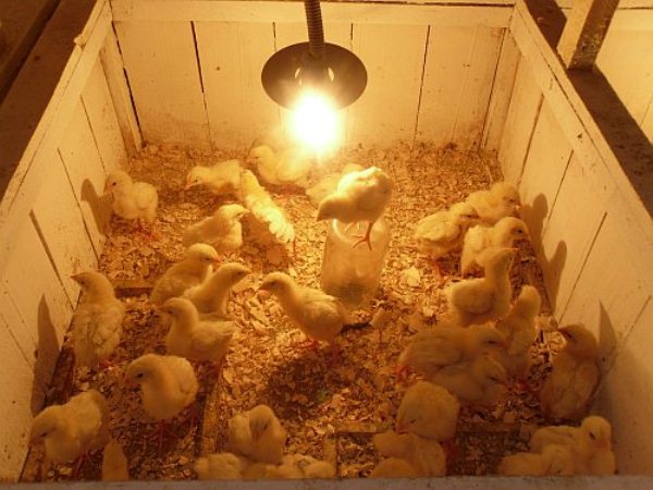 Как выращивать цыплят бройлеров для того, чтобы был запас мяса?