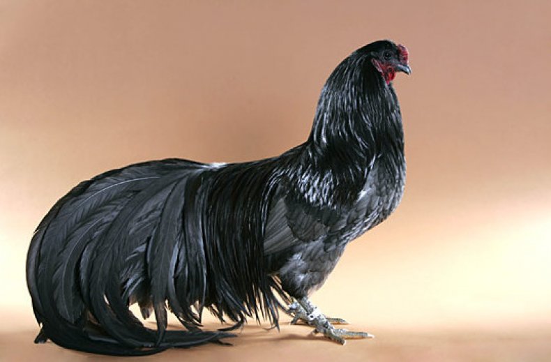 Аям-пелунг - голосистая порода кур. Описание, характеристики, содержание, выращивание и кормление
