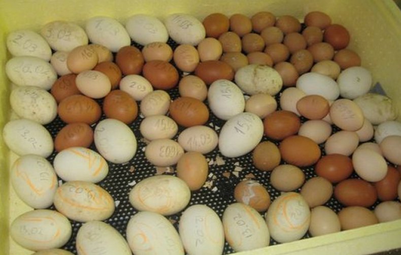 Нужно ли мыть куриные яйца перед закладкой их в инкубатор