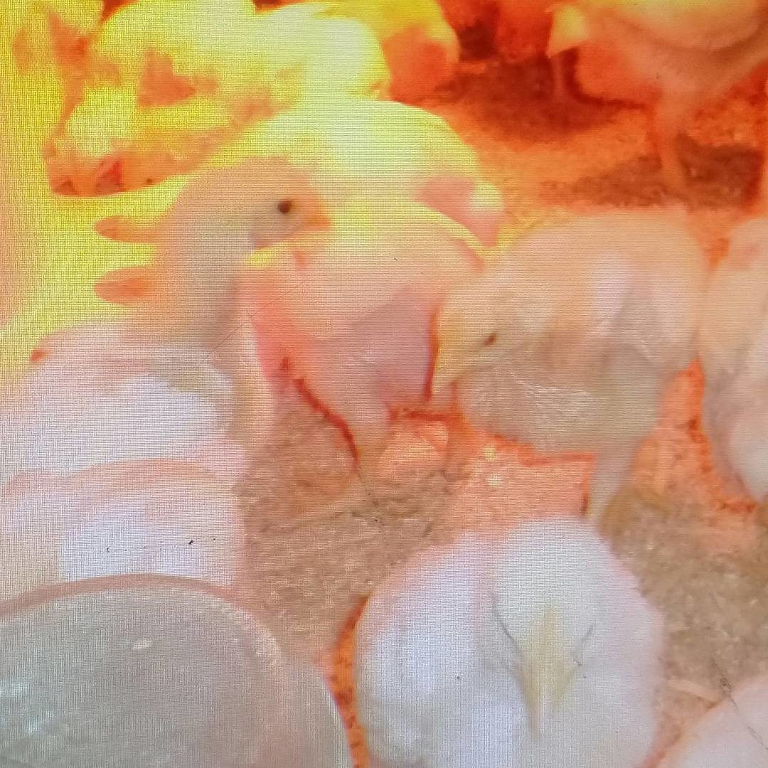 Как вырастить бройлерных цыплят без потерь?
